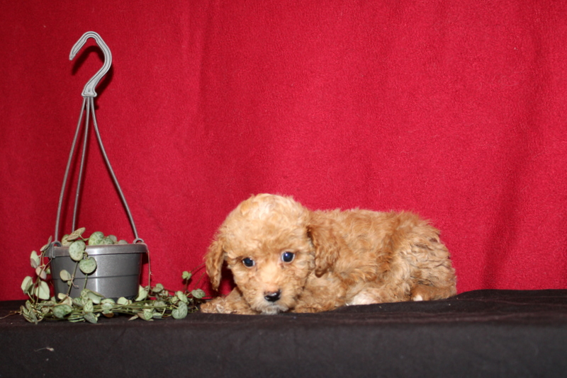 puppy, for, sale, Mini Golden Doodle F1B, Matthew B. Stoltzfus, dog, breeder, Gap, PA, dog-breeder, puppy-for-sale, forsale, nearby, find, puppyfind, locator, puppylocator, aca